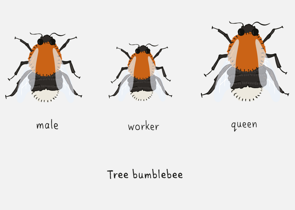 How To Identify Bumblebees | The Wildlife Trusts